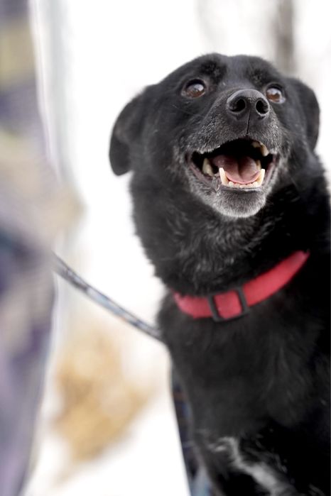 Grey czeka już 6 lat na dom — może właśnie na Twój?