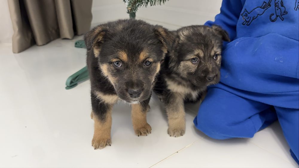 Віддамо у добрі руки