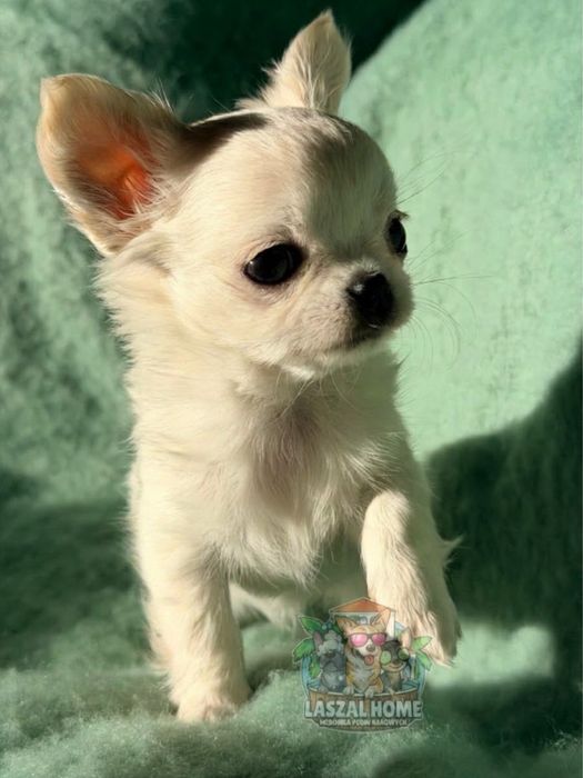 Chihuahua S dziewczynka dlugowłosa biała Rossa