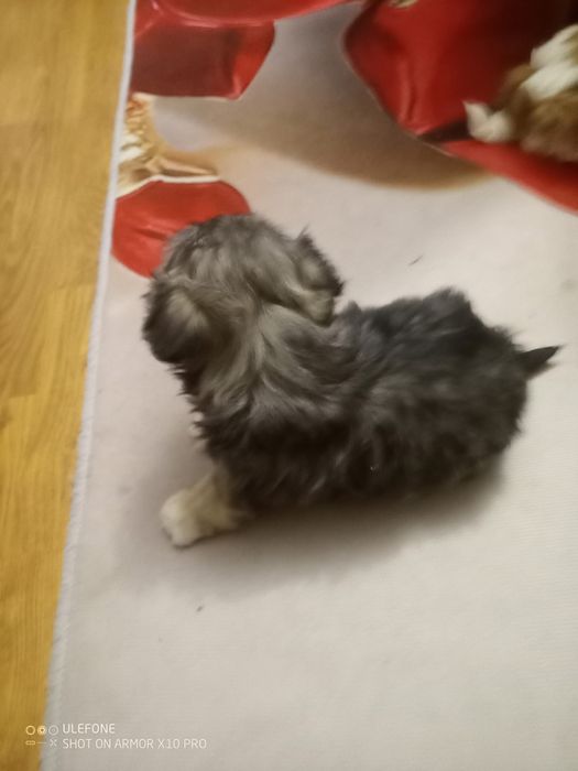 Suczka  SHIH TZU