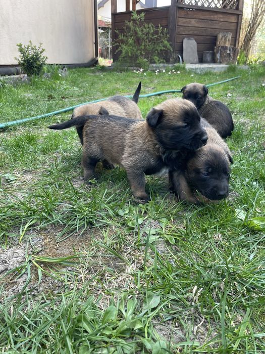 Цуценята Бельгійської-вівчарки Малінуа