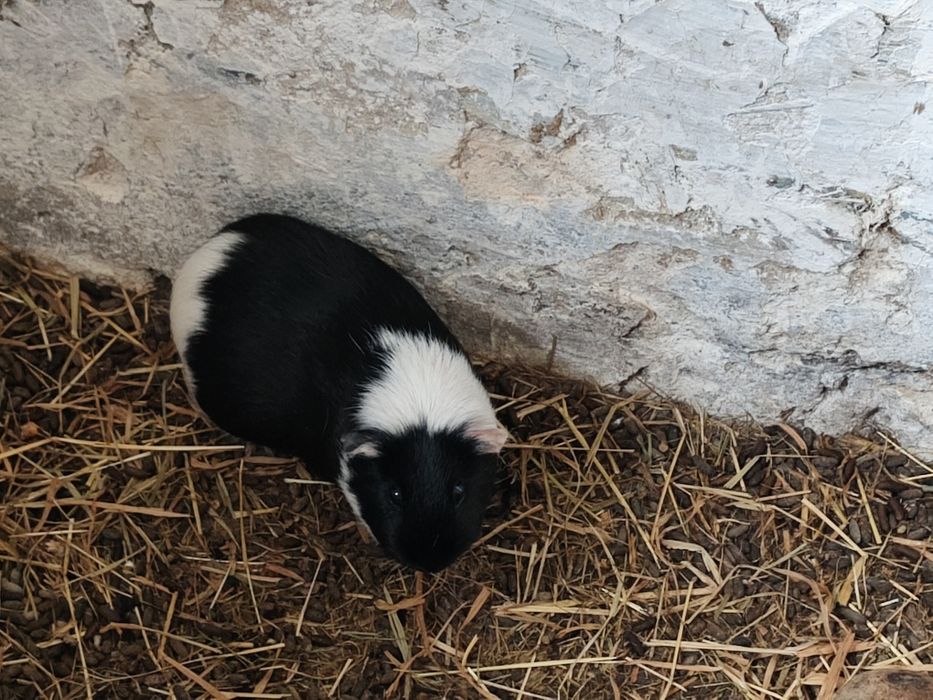 Świnki morskie polecam