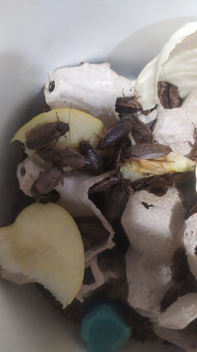 Таракан мраморный, корм для стрижей и других птиц, пауков, рептилий и