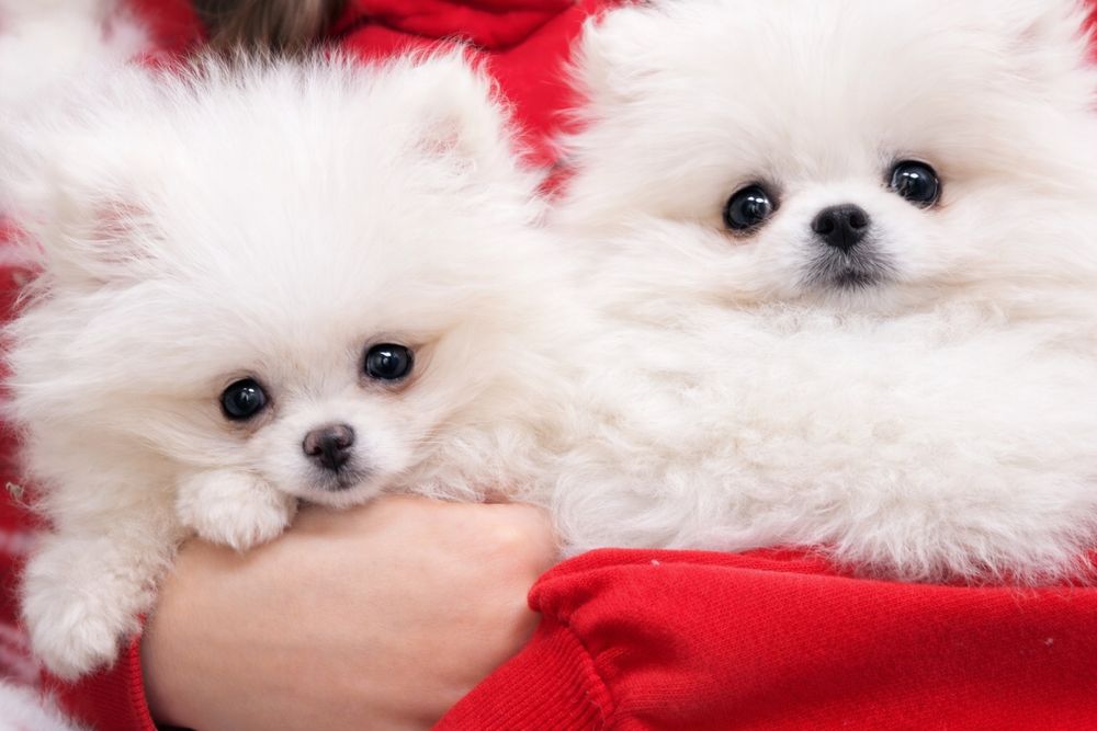 Pomeranian, szpic miniaturowy