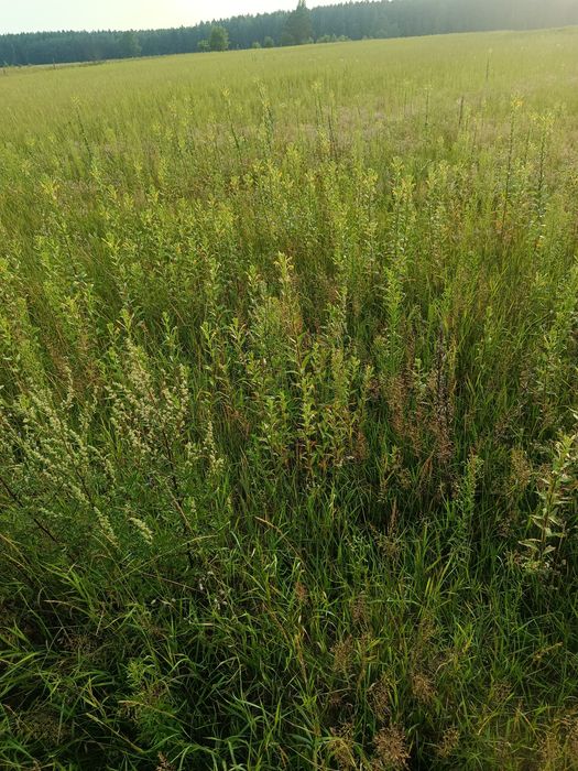 Działka budowlana w miejscowości Tobołowo - Widok 2