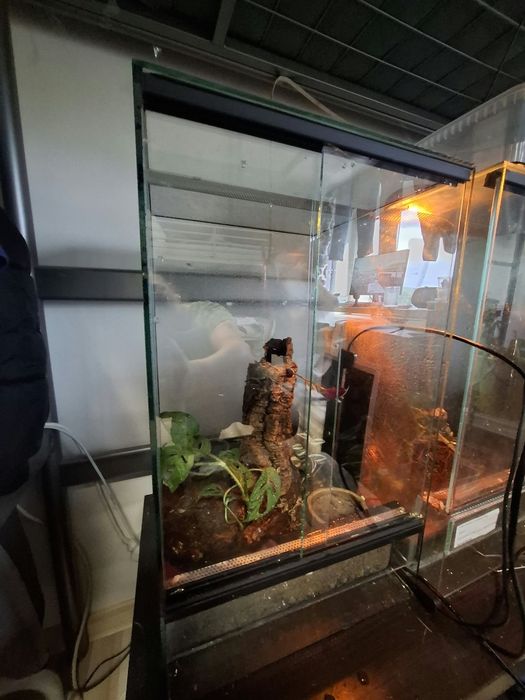 Terarium np. gekon