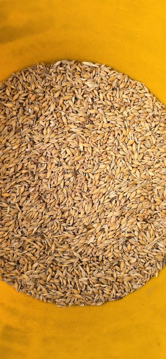 Mieszanka jęczmień pszenica