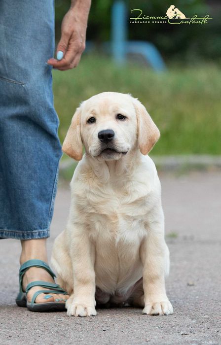 Гарно виховане цуценя лабрадора