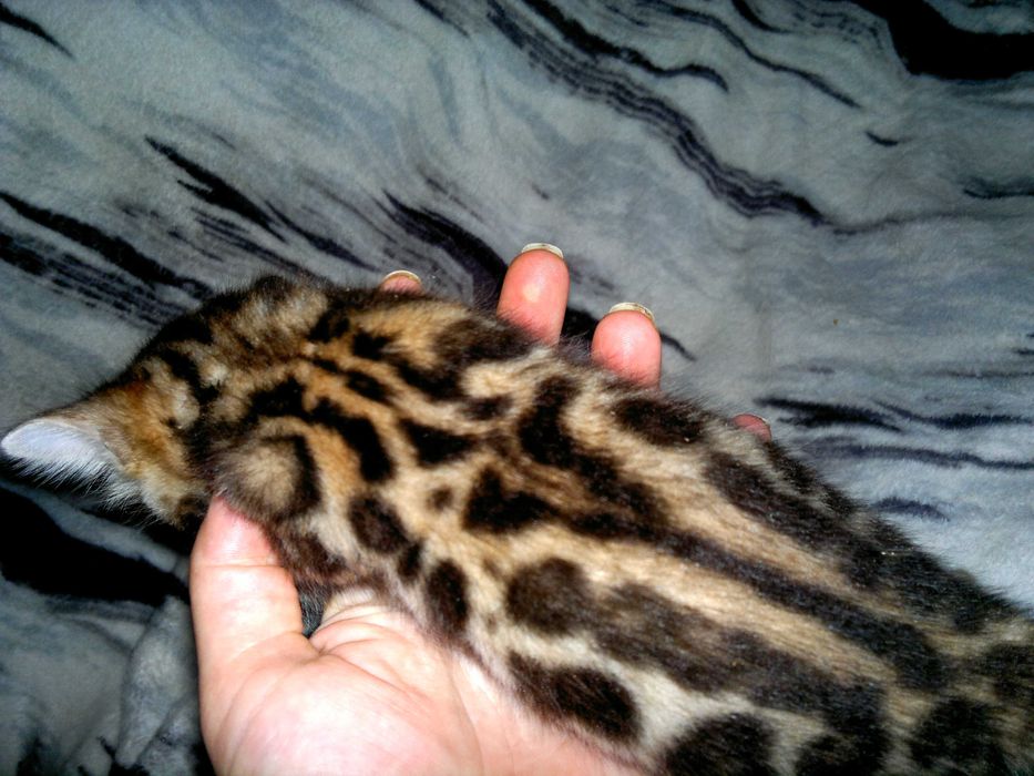 Чистокровний бенгальський хлопчик WCF в окрасі BENn24