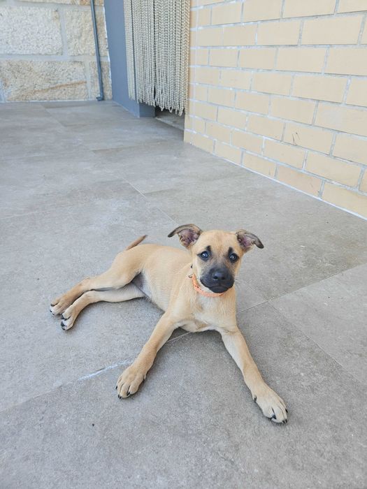 Cadela para adoção