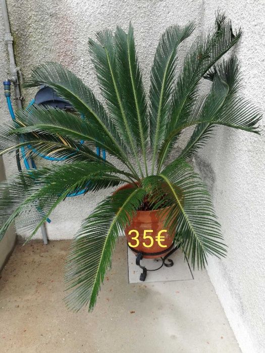 Plantas sica desde 10€