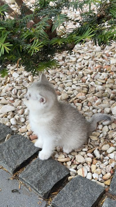 Котенята срібна шиншила/ британське кошиня / коти