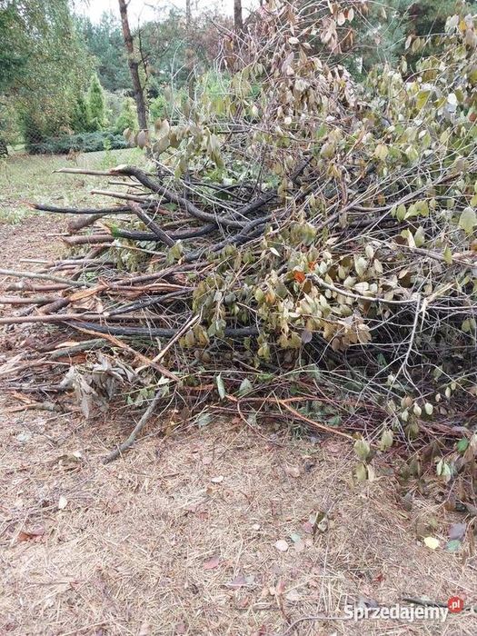 Gałęzie , rębak , zrębki