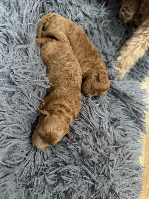 Pudel Toy piesek do rezerwacji badania genetyczne