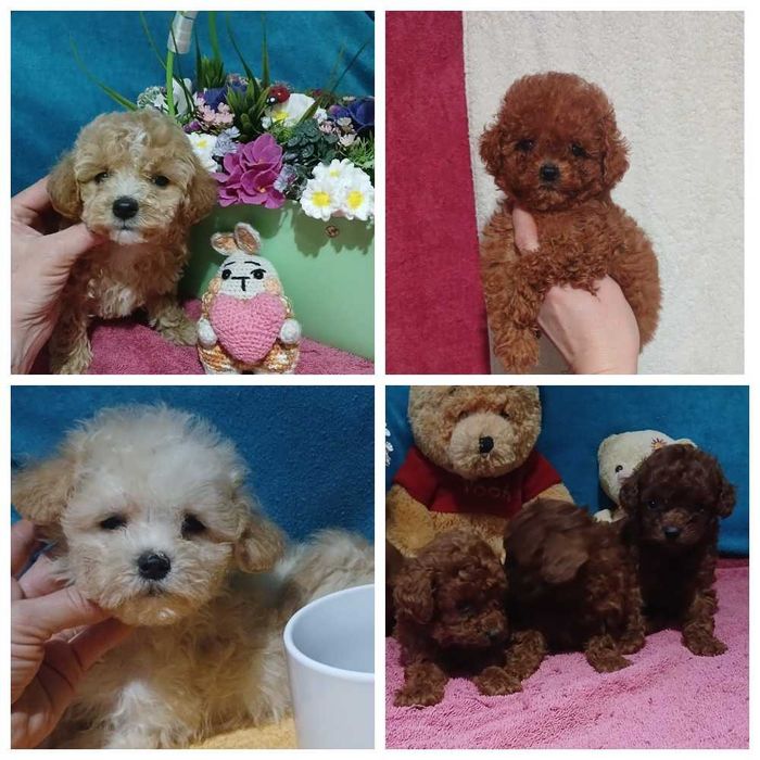 Мальтипу мини. Той пуделя. Мишки.