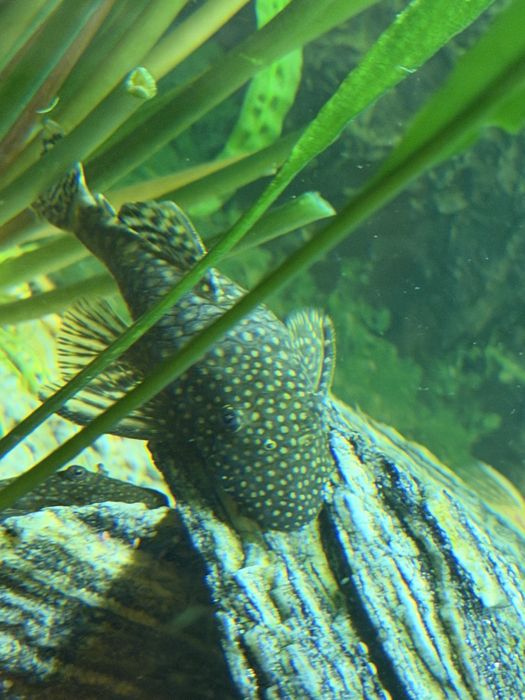 Glonojady,duze i zdrowe