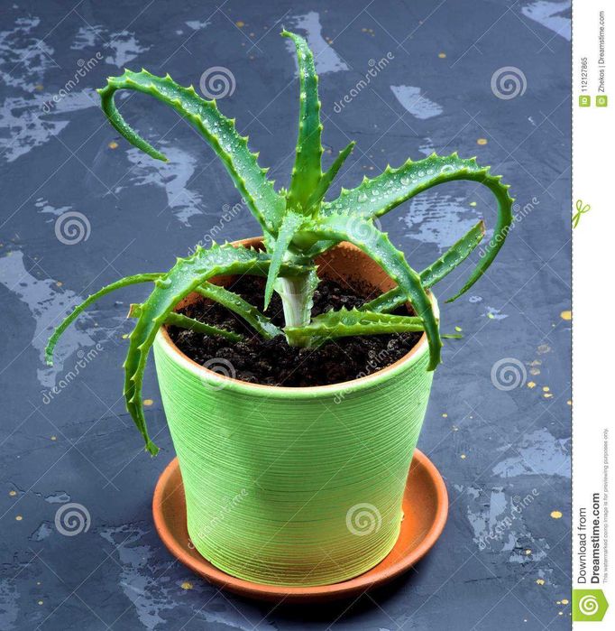 Продам комнатное растение Алое