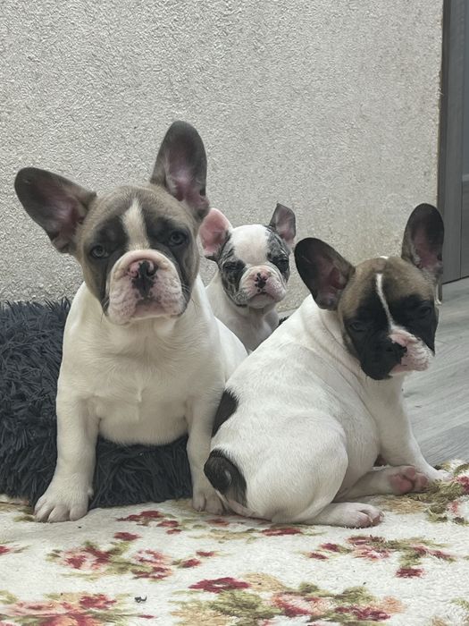 Французські круасанчики