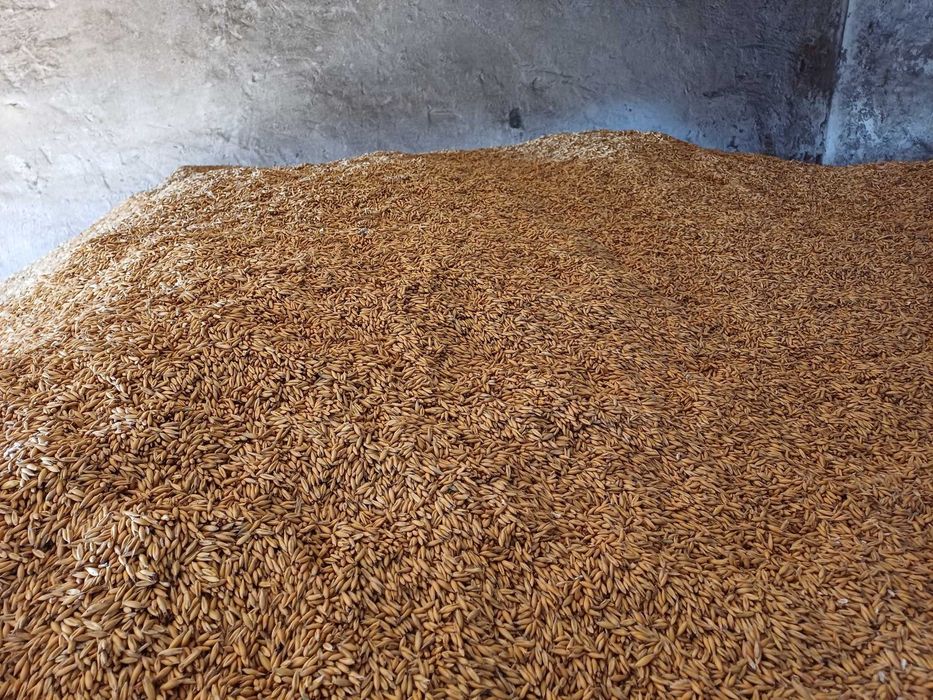 Owies na kilogramy i tony