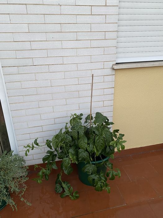 Planta Maracujá Roco