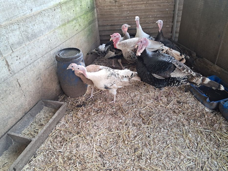 Ovos de peru galados