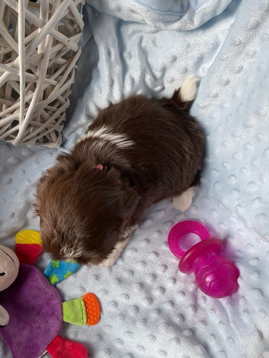 Shih - Tzu Salonowa Suczka
