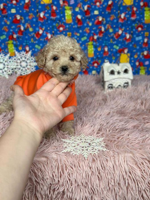 Мальтипу Мальтіпу, найгарніші цуценята :