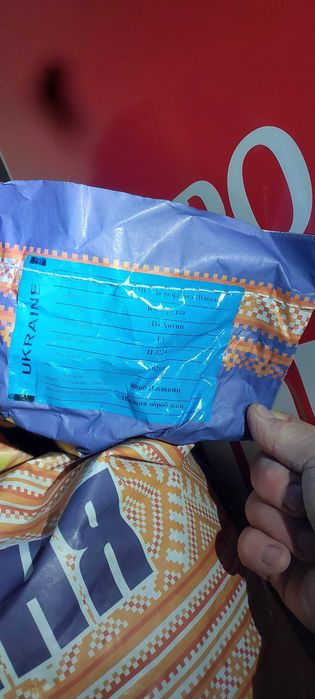 насіння кукурудзи