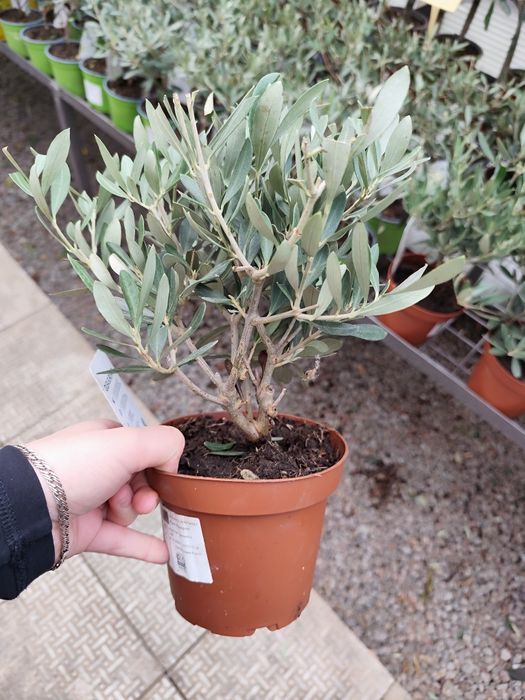 Продам Цитрус  Каламондин, Лимон Мейера,Оливка