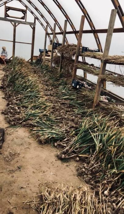 Warkocz czosnku zimowego