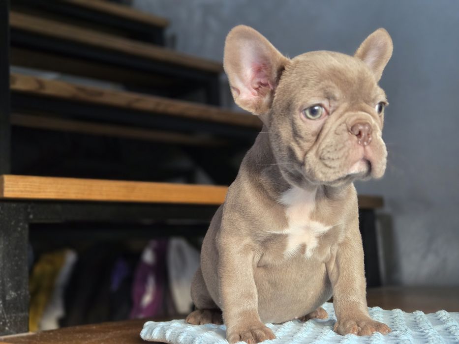 Бомбічна дівчинка французький бульдог
