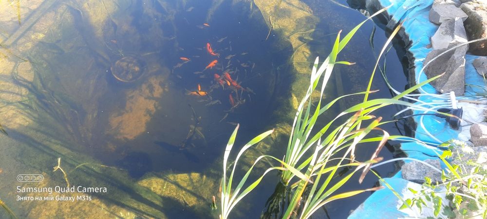 Продам  комет недорого.