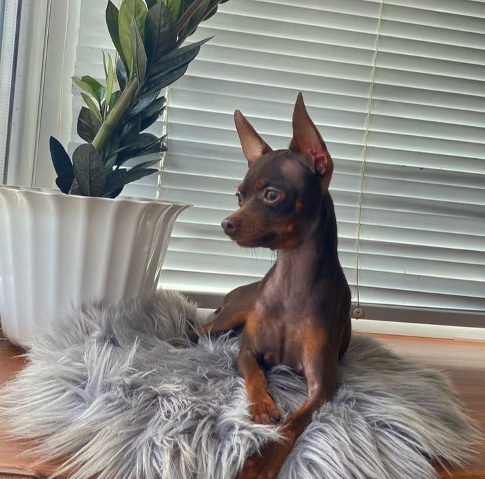 Маленький охранник той терьер