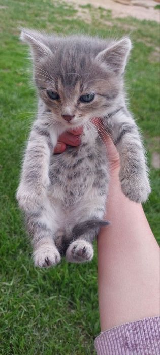 Кошенята 2 дівчинки і 1 хлопчик