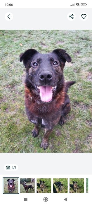 Pokochaj Aziego odda ci serce