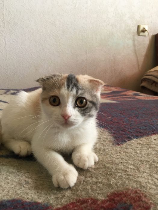 Скоттиш фолд-страйт