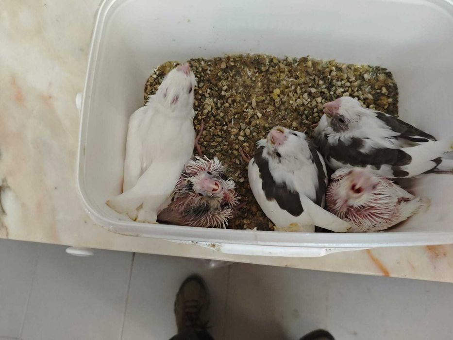 Caturras para acabar de criar à mão