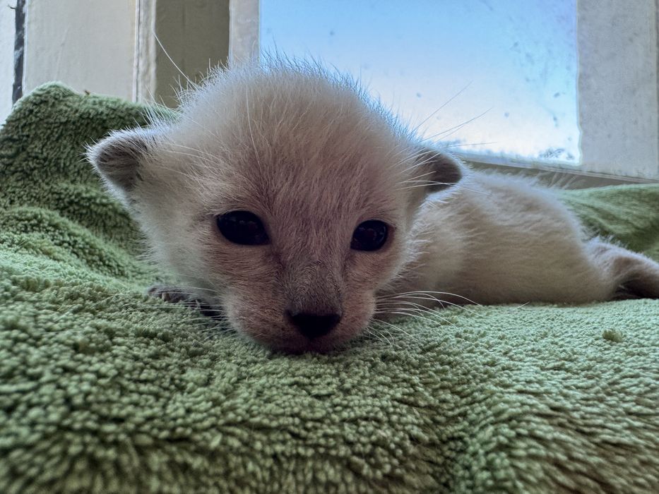 Kocurek balijski do felinoterapii z Hodowli Jagodowa Miłość