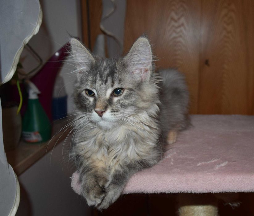 Kotka maine coon z rodowodem