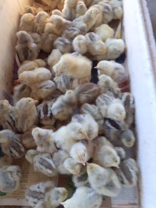 Продам Цыплят породы мясо-яичной и несушки