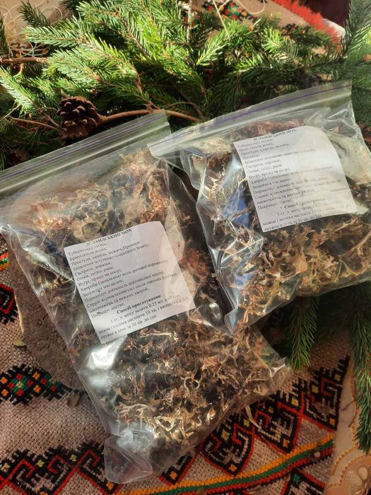 Ісландських мох з Карпат