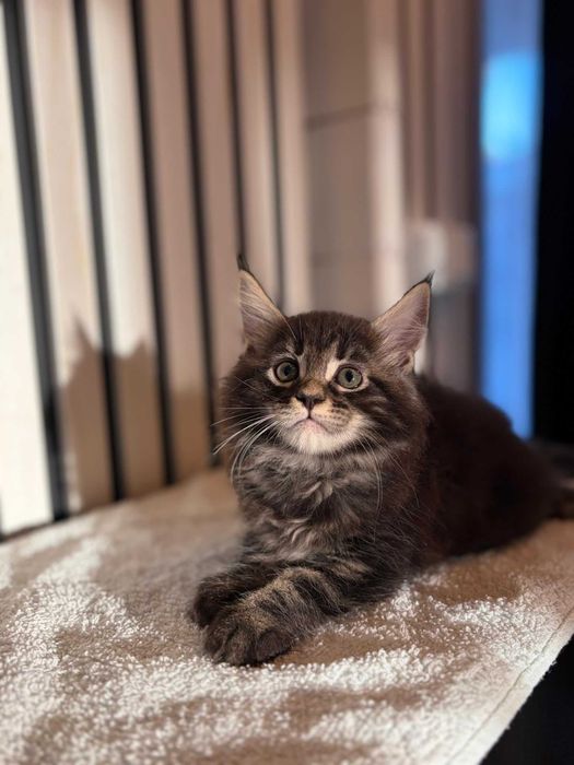 Maine Coon Fêmea de Excelente Linhagem Disponível