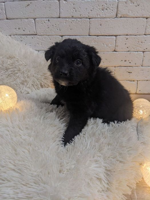 дуже милі цуценята шукають, люблячого, доброго хазяїна