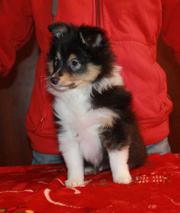 owczarek szetlandzki piesek po ZwŚw, ZkWP/FCI typ angielska