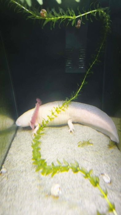 Axelote Albino Adulto Fêmea
