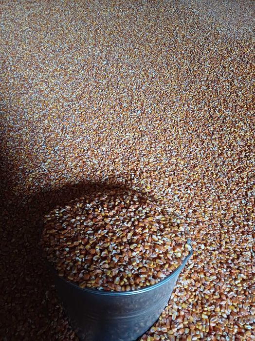 Кукуруза  Пшеница озимая  ячмень 9грн/кгрн солома ячка пшенична