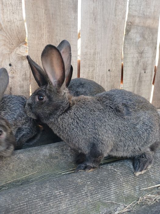 Продам кроликов молодняк