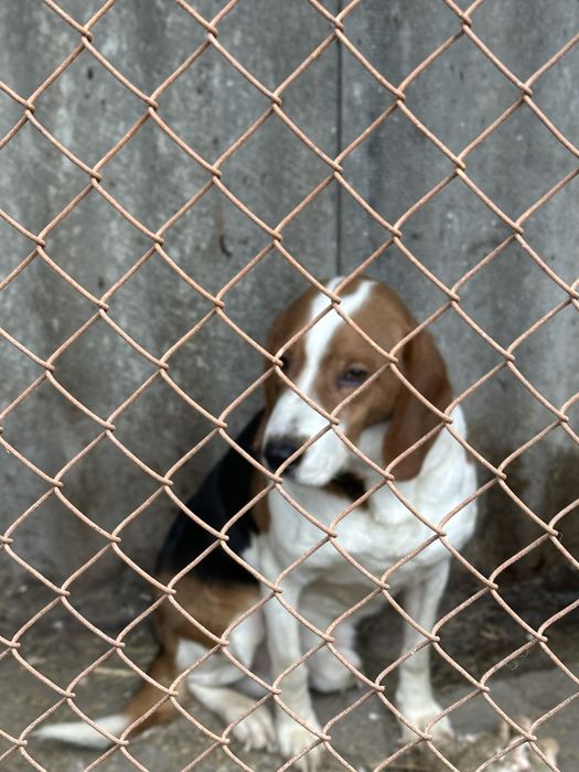 Продається Естонська гонча кобель 2.5 роки