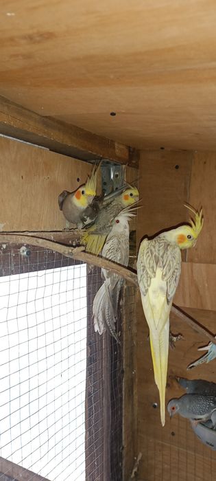 Sprzedam papugi nimfy