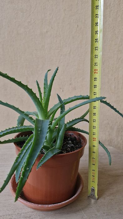 Aloes drzewiasty aloe arborescens kwiat doniczkowy